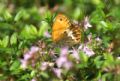 Coenonympha arcania